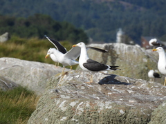 Larus fuscus intermedius