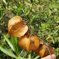 Physalis nicandroides