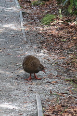 Gallirallus australis