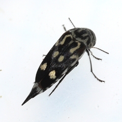 Hoshihananomia octopunctata