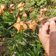 Physalis nicandroides