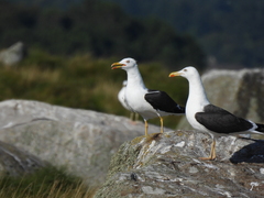 Larus fuscus intermedius