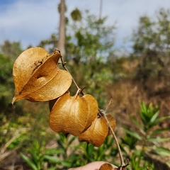 Physalis nicandroides