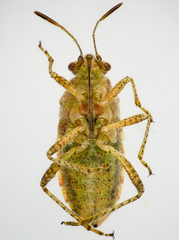 Arhyssus barberi
