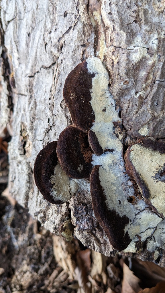 Fuscoporia gilva · February 2023 · photo: © atsushi_nakajima_cirque (iNaturalist, cc-by)