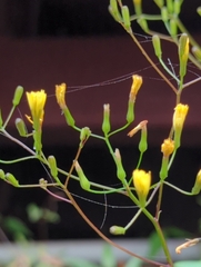 Ixeridium laevigatum