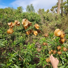 Physalis nicandroides