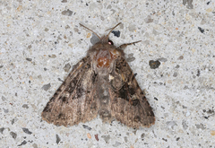 Neumichtis mesophaea