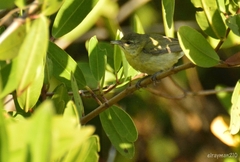 Leiothlypis celata