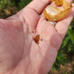 Physalis nicandroides