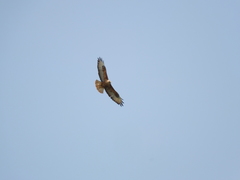 Buteo rufinus cirtensis