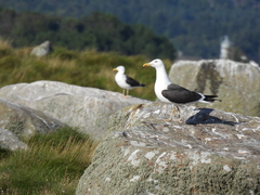 Larus fuscus intermedius