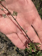 Plantaginaceae