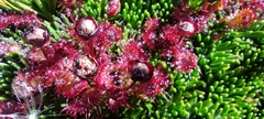 Drosera uniflora