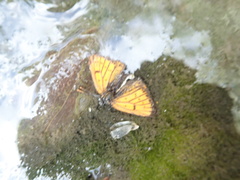 Lycaena edna