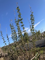 Plantaginaceae