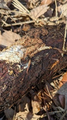 Henningsomyces candidus