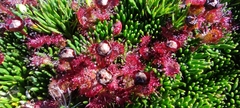 Drosera uniflora