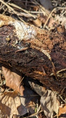 Henningsomyces candidus