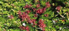 Drosera uniflora