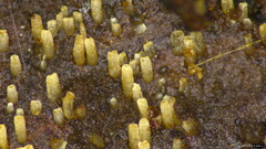 Henningsomyces candidus
