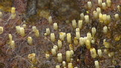 Henningsomyces candidus