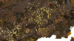 Henningsomyces candidus