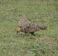 Pterocles gutturalis