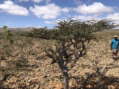 Commiphora socotrana