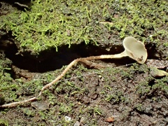 Martininia panamaensis