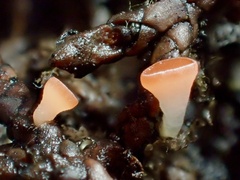 Pseudopithyella minuscula