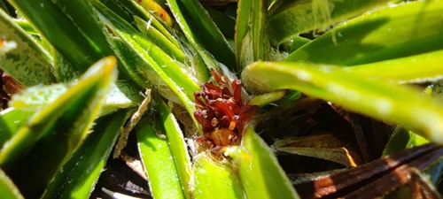 Astelia pumila (Astelia pumila)
