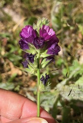 Sidalcea oregana