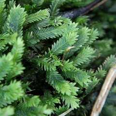 Fissidens