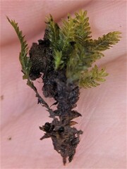 Fissidens