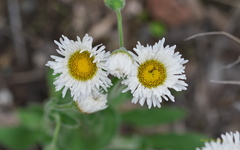 Erigeron glabellus pubescens