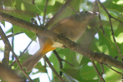Leiothlypis crissalis