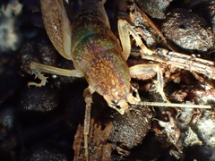 Ceuthophilus californianus