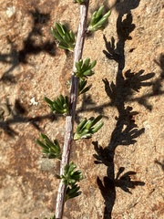 Adenostoma fasciculatum