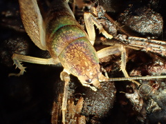 Ceuthophilus californianus