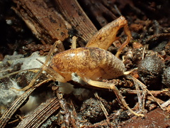 Ceuthophilus californianus