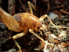 Ceuthophilus californianus