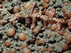 Fuscopannaria