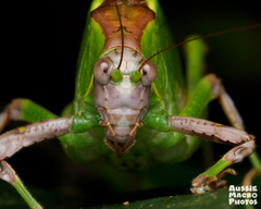 Ephippitytha kuranda