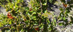 Nothofagus antarctica