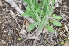Erigeron glabellus pubescens