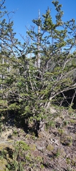 Nothofagus antarctica