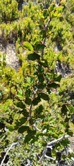 Nothofagus antarctica