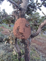 Constrictotermes cyphergaster