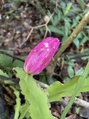 Epiphyllum phyllanthus